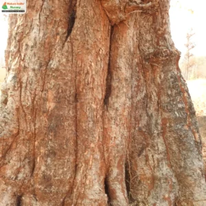 adina-cordifolia-03