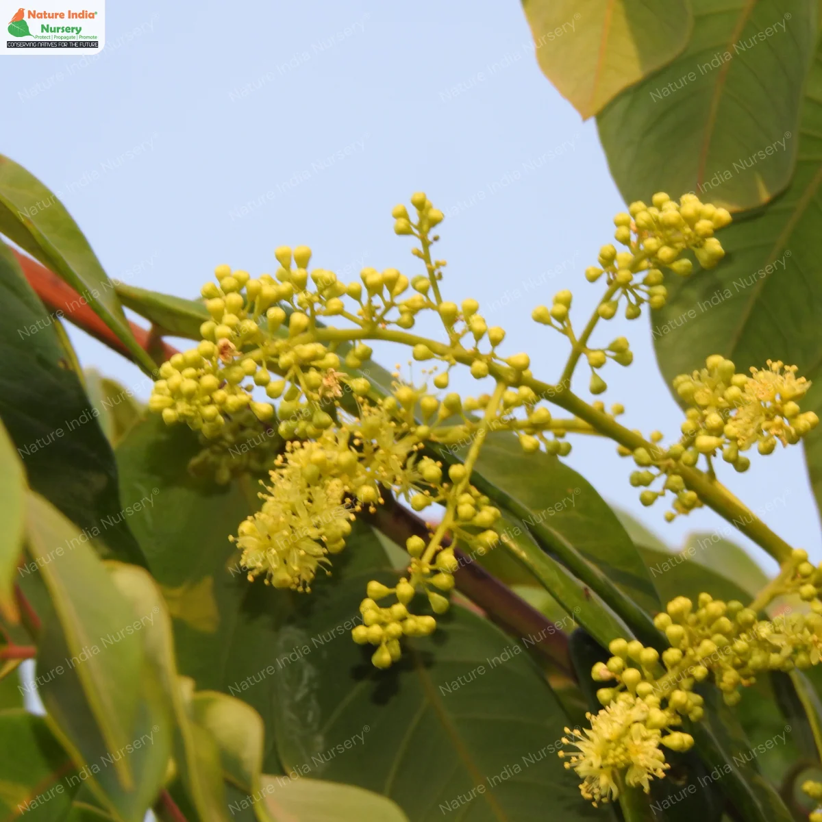 Ailanthus triphysa