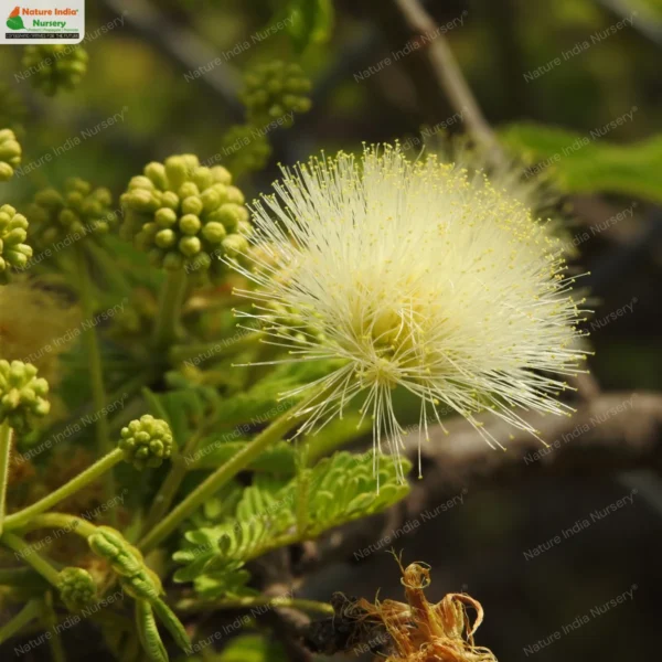 albizia-amara-04