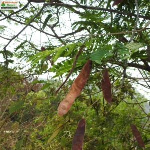 albizia-odoratissima-01