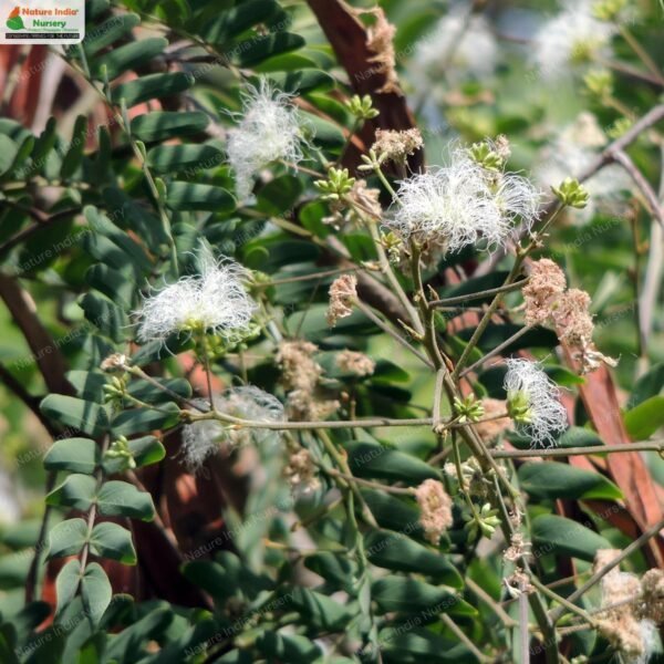 albizia-odoratissima-01