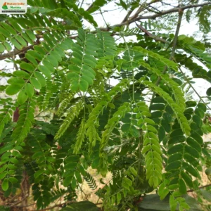 albizia-odoratissima-02