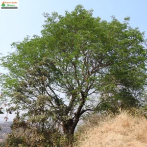 albizia-odoratissima-03