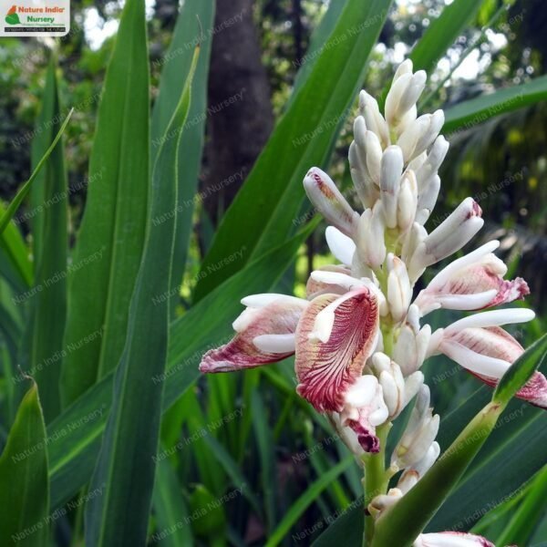 alpinia-calcarata-01