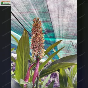alpinia-galanga-01