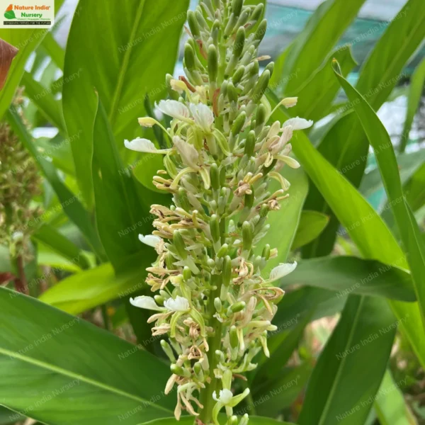 alpinia-galanga-01