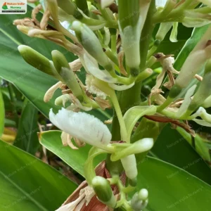 alpinia-galanga-02