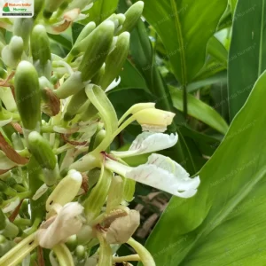 alpinia-galanga-03
