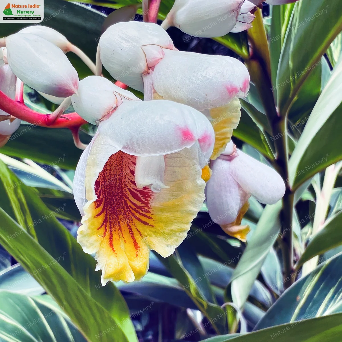 Buy Alpinia zerumbet Plant in Bulk Online - Nature India Nursery