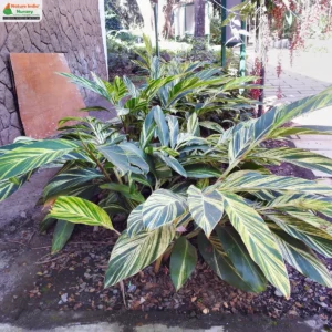 alpinia-zerumbet-07