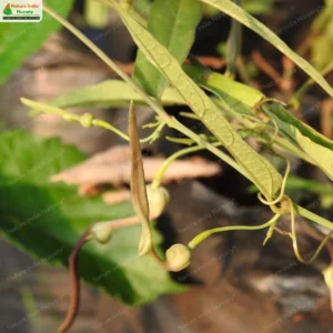 aristolochia-indica-01