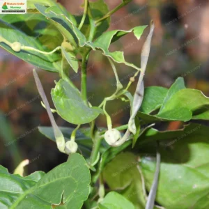 aristolochia-indica-02