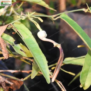aristolochia-indica-03