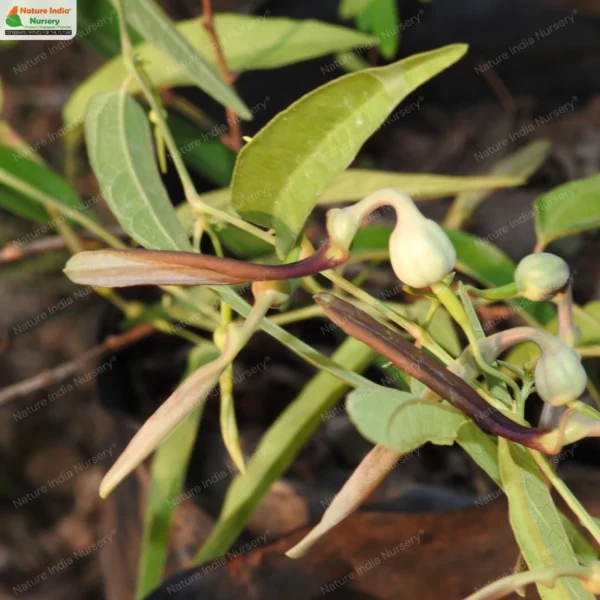 aristolochia-indica-04