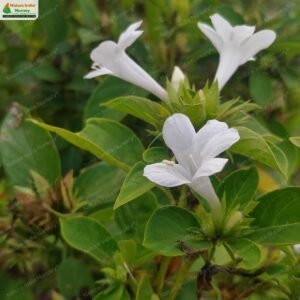 barleria-cristata-04