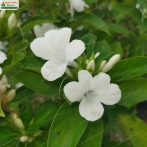 Barleria cristata var dichotoma