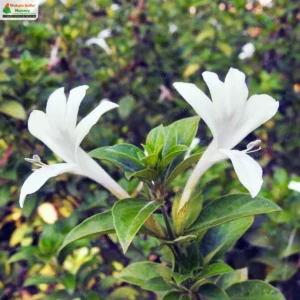 Barleria lawii