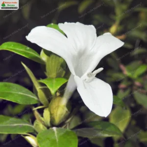 barleria-lawii-06