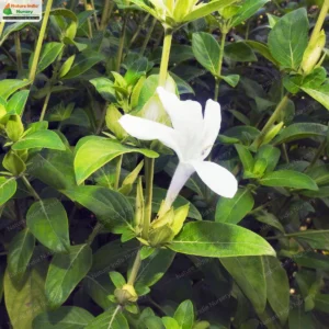 barleria-lawii-07