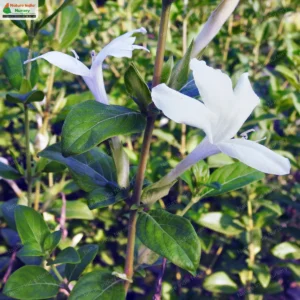 barleria-lawii-08