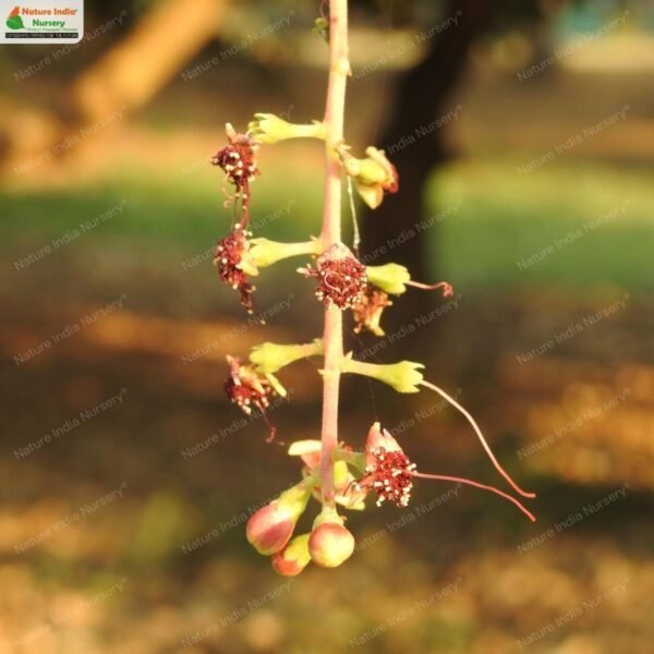 barringtonia-acutangula-02
