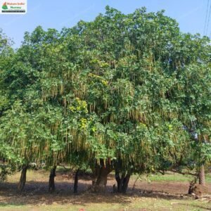 barringtonia-acutangula-09
