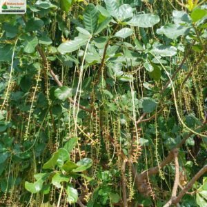 barringtonia-acutangula-10