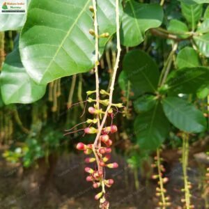 barringtonia-acutangula-11