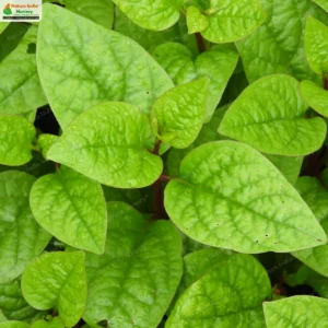 basella-alba-02