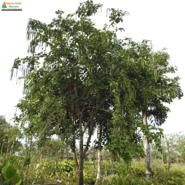 bauhinia-purpurea-01