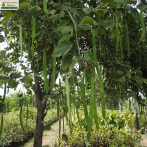 bauhinia-purpurea-03