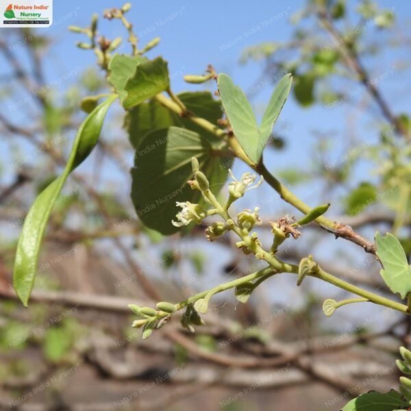 Buy Bauhinia racemosa Plant in Bulk Online - Nature India Nursery