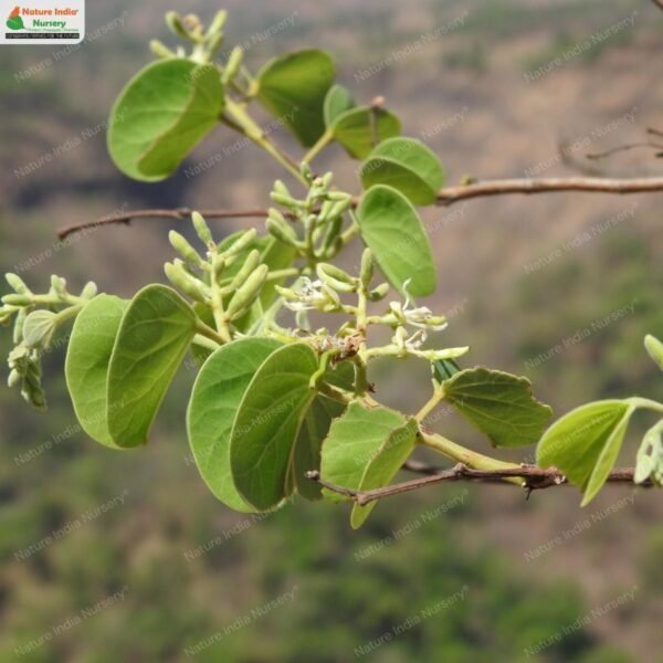 bauhinia-racemosa-02
