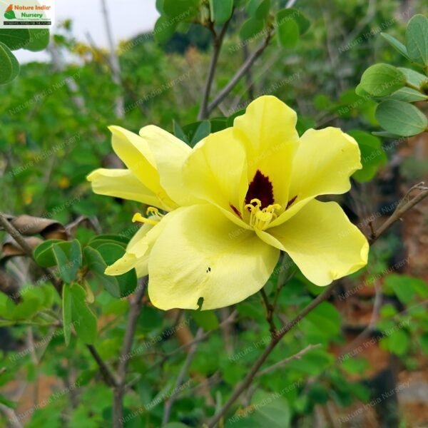 bauhinia-tomentosa-01