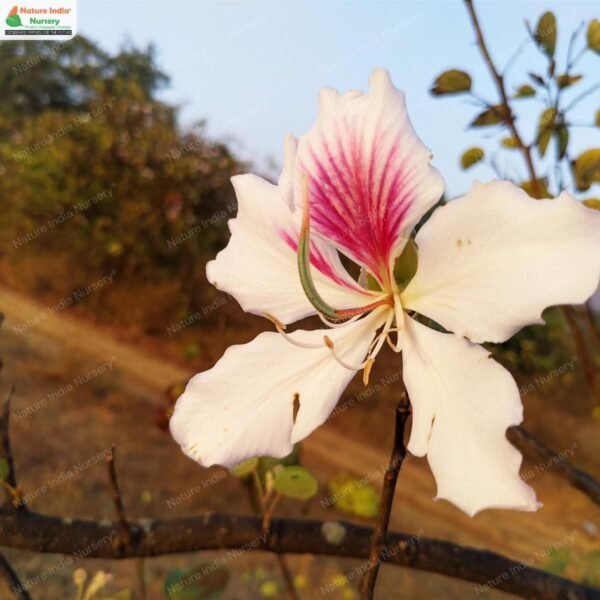 bauhinia-variegata-03