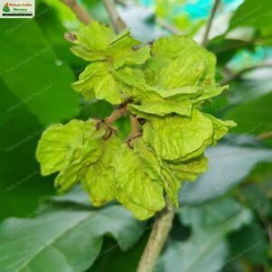 berrya-cordifolia-02