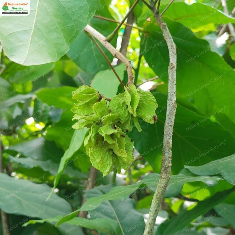 Buy Berrya cordifolia Plant in Bulk Online - Nature India Nursery