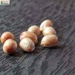 berrya-cordifolia-05