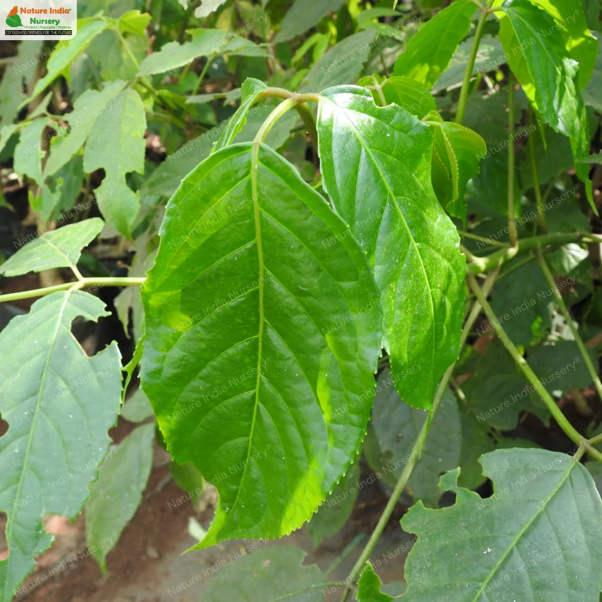 Bischofia javanica