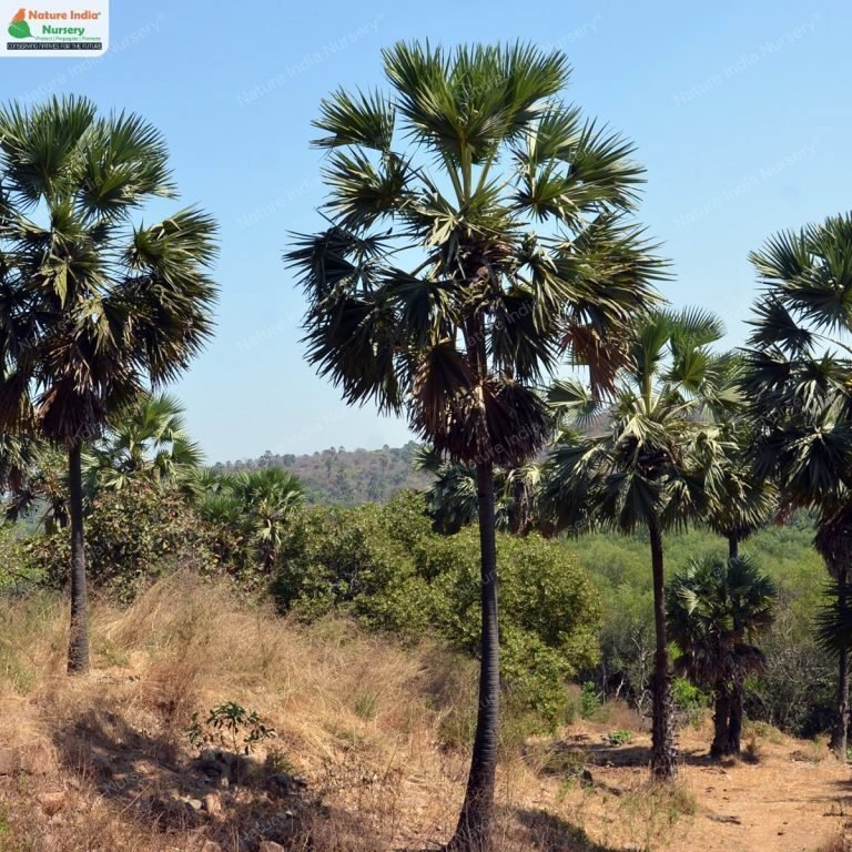 Nature India Nursery - India's Only Native Plant Nursery