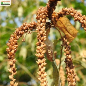 buddleja-asiatica-06