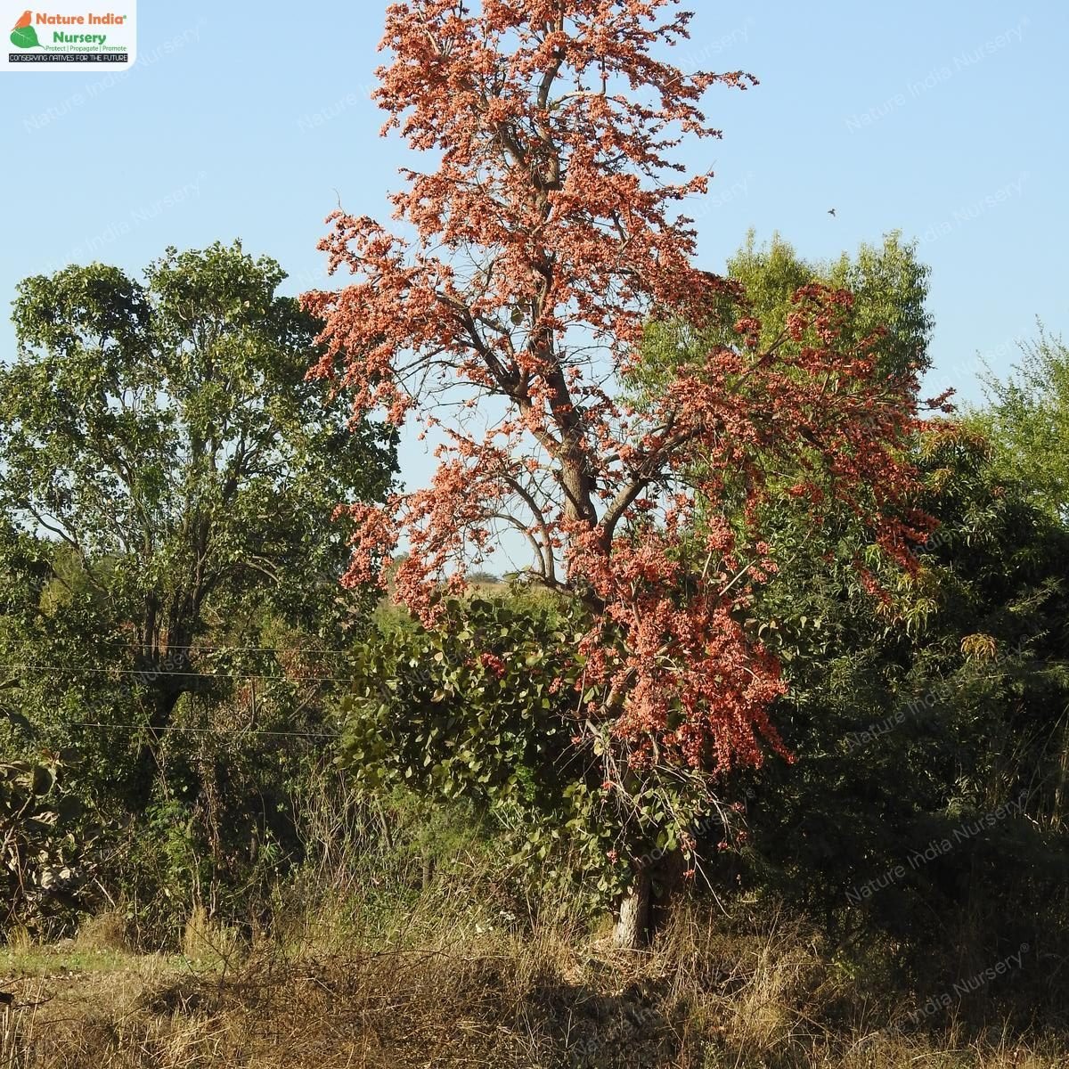 Butea monosperma