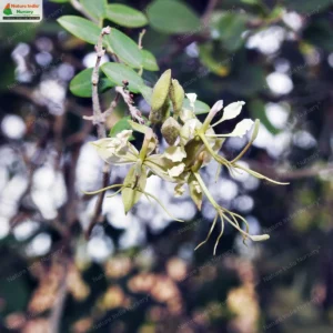 Cadaba fruticosa