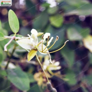 cadaba-fructicosa-02
