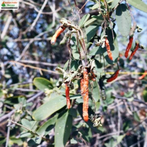 cadaba-fructicosa-07
