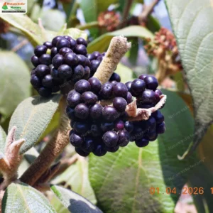 Callicarpa tomentosa