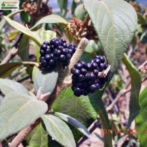 callicarpa-tomentosa-02