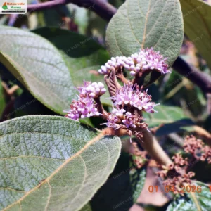 callicarpa-tomentosa-08