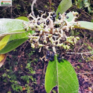 callicarpa-tomentosa-09