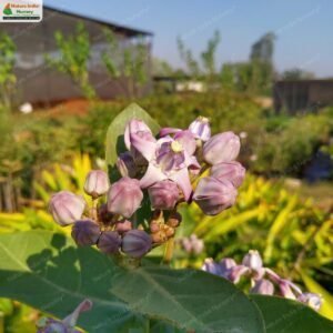 calotropis-gigantea-01